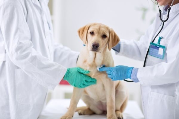 動物病院で聴診器を当てられている犬