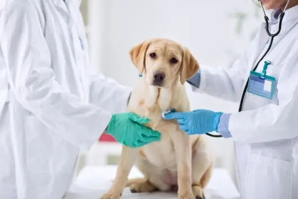 犬の血便は病気のサイン 血便の原因やすぐに動物病院で診断すべき血便とは 獣医師執筆 Inunavi いぬなび