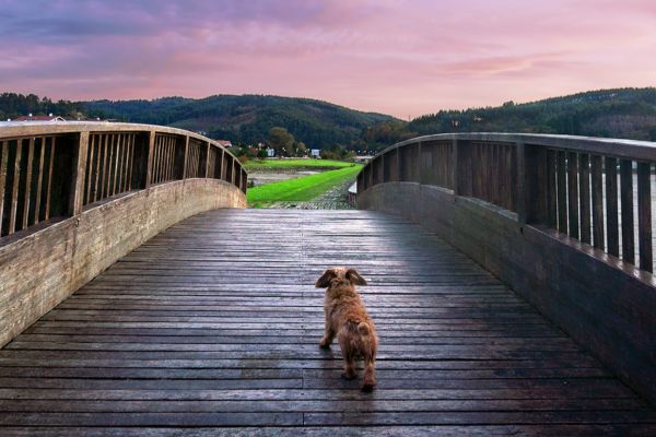橋を渡ろうとしている犬