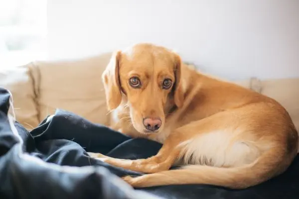 老犬におすすめの認知症用サプリメント8選 22年最新 Inunavi いぬなび