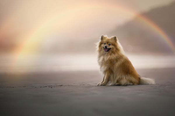虹をバックに座っている犬