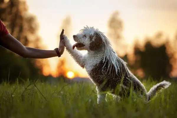 犬の目やにの取り方は 目やにの状態から分かる原因や対処法 獣医師解説 Inunavi いぬなび