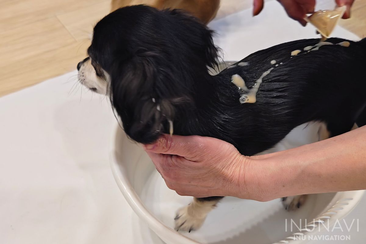 ハダファインをかけられる愛犬