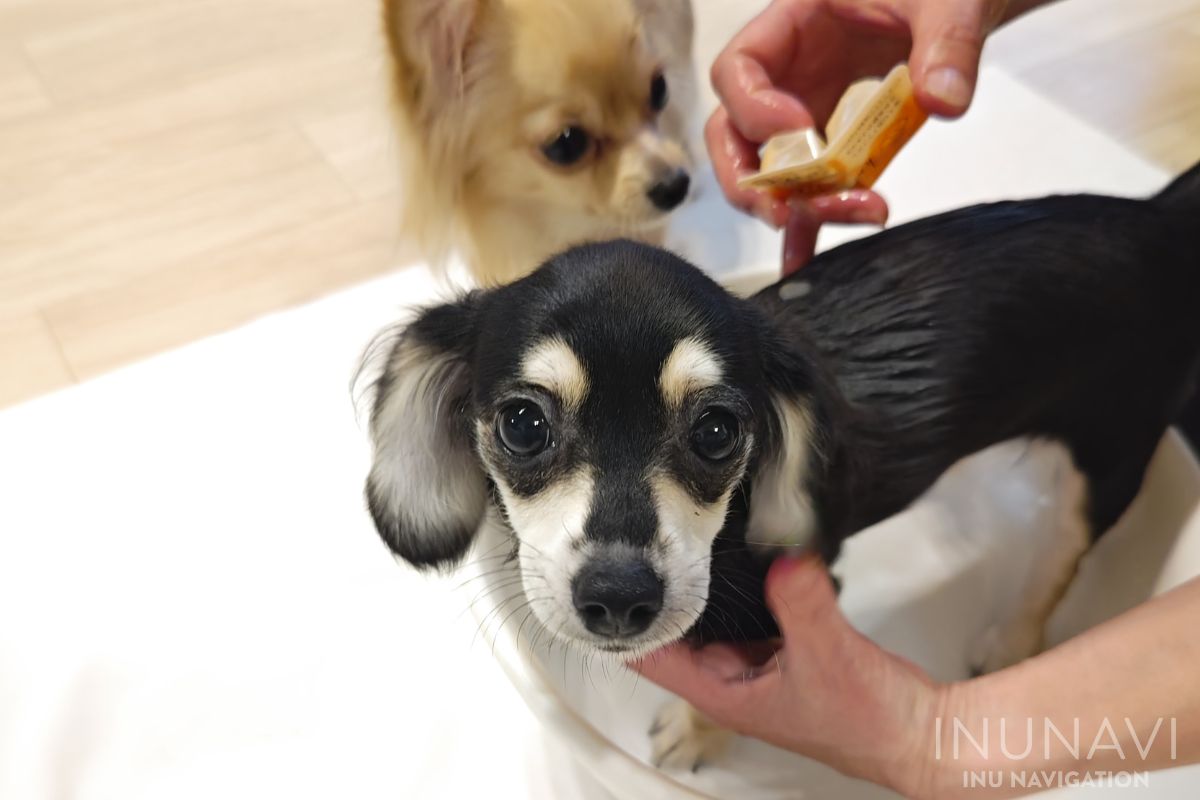 ハダファインをかけられている愛犬