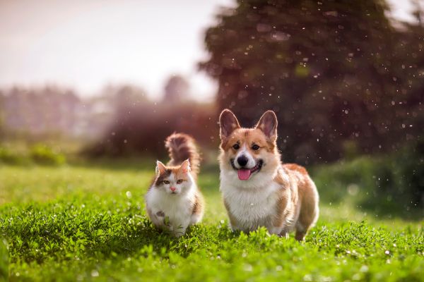 犬と猫が一緒に草原を歩いている様子