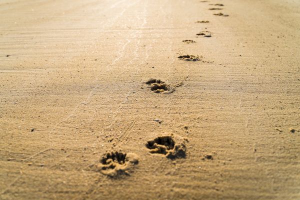 砂浜に残る犬の足跡