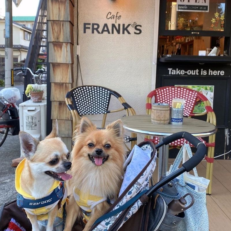 【FRANKS】＠unikai1418（うに🐟かい）八王子のペット同伴OKなドッグカフェ