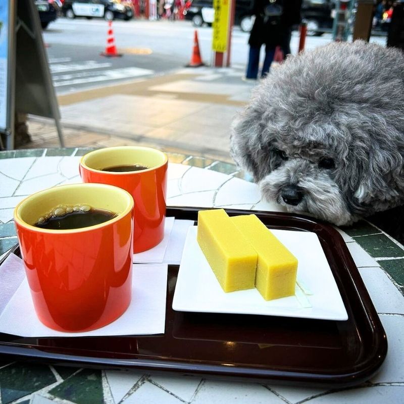 【ふなわかふぇ 浅草店】@mahalino9676（Yoko GOTO）浅草のペット同伴OKなドッグカフェ