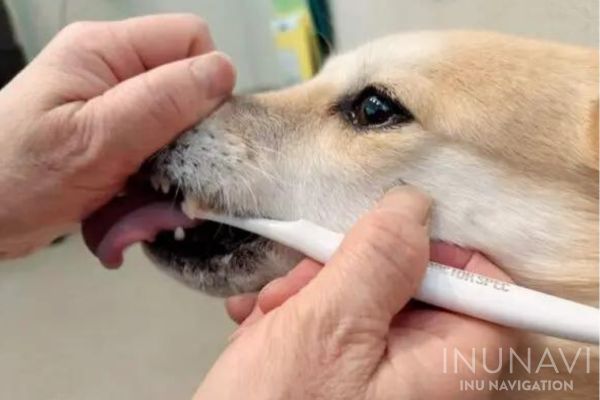 歯ブラシで歯を磨く犬