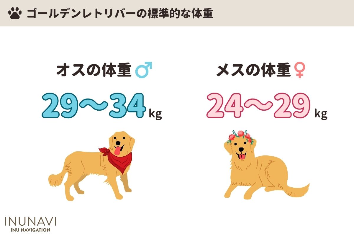 ゴールデン レトリバー 体重