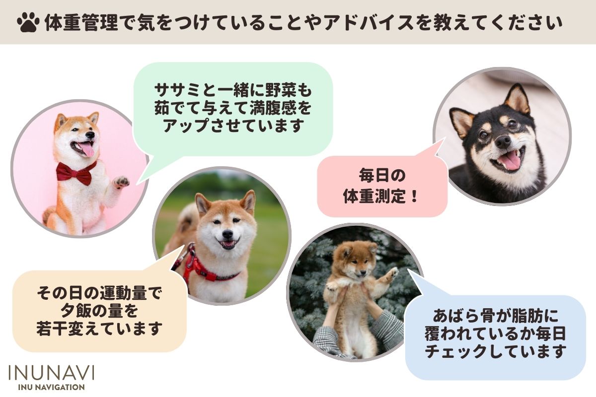 獣医師監修】柴犬・豆柴の適正体重は何キロ？ダイエット方法やご飯の量をアンケート調査！ | INUNAVI（いぬなび）