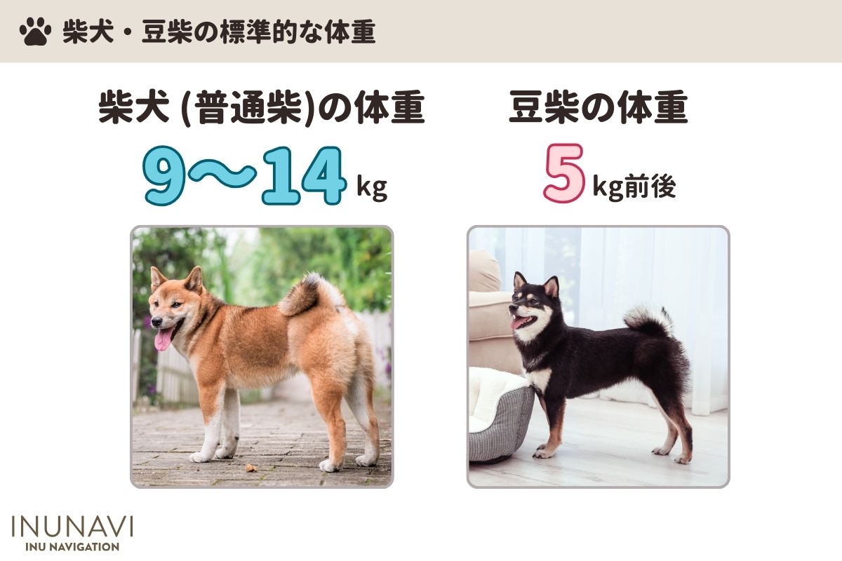 獣医師監修】柴犬・豆柴の適正体重は何キロ？ダイエット方法やご飯の量をアンケート調査！ | INUNAVI（いぬなび）