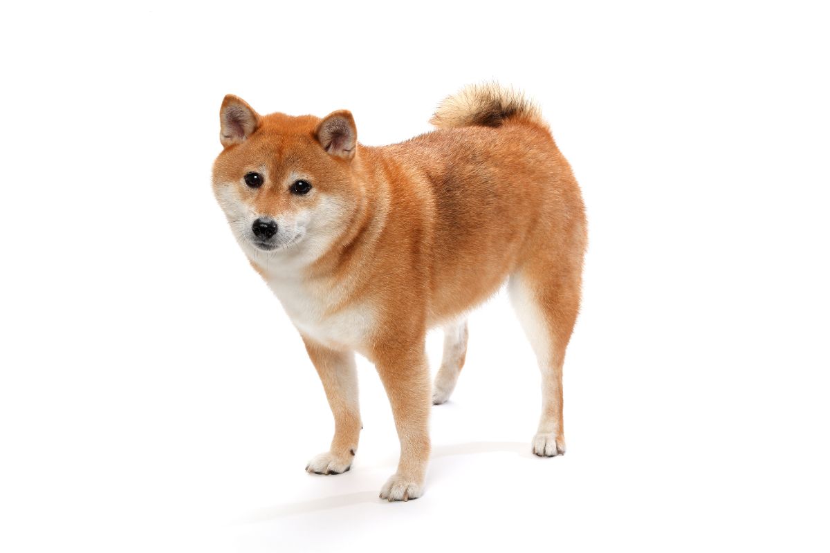 獣医師監修】柴犬・豆柴の適正体重は何キロ？ダイエット方法やご飯の量をアンケート調査！ | INUNAVI（いぬなび）