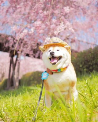 桜の木をバックに笑っている柴犬