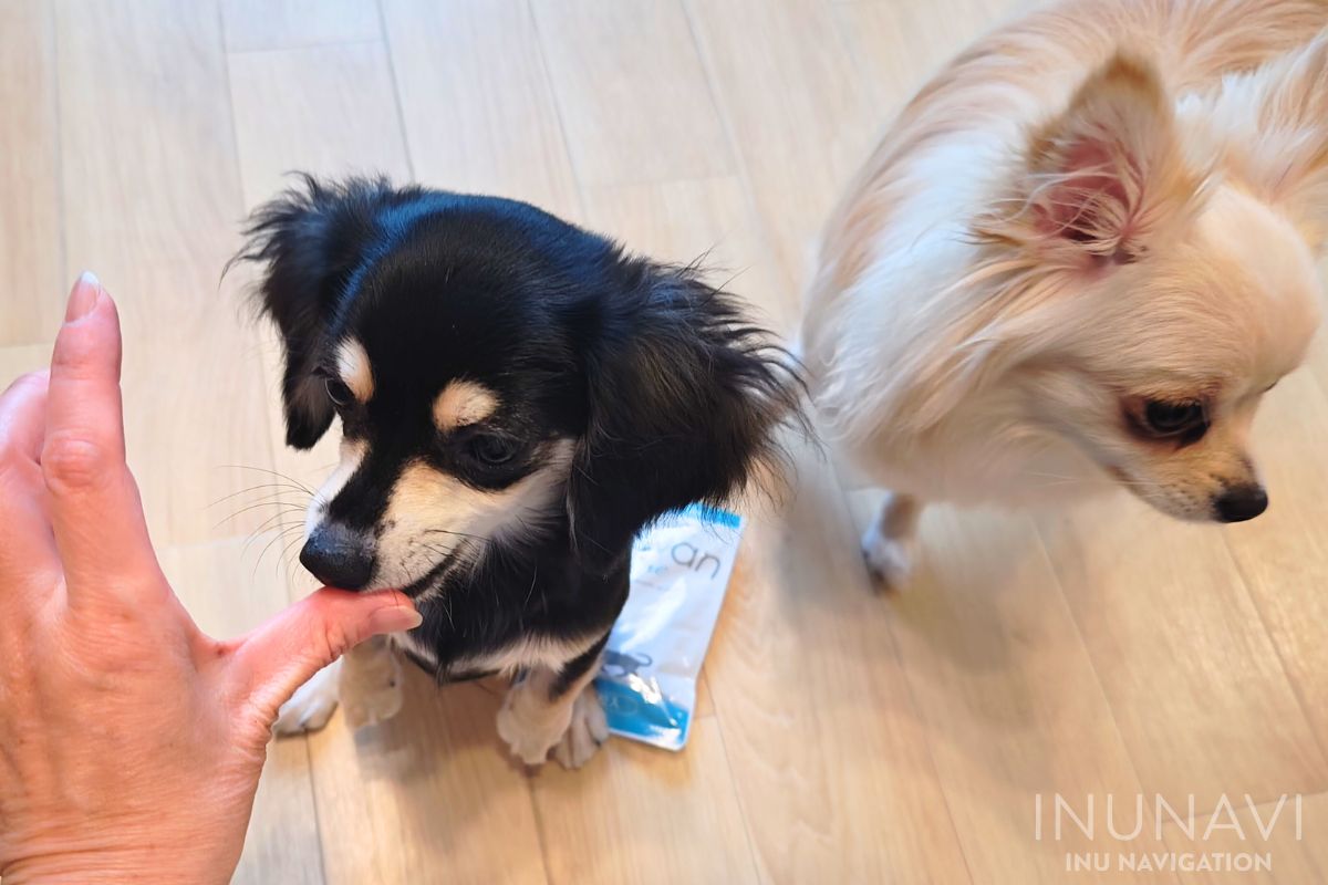 ビオワンファインを食べる愛犬