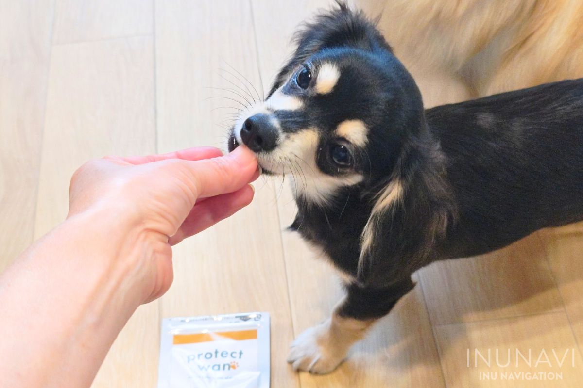 プロテクトワンを食べる子犬の愛犬