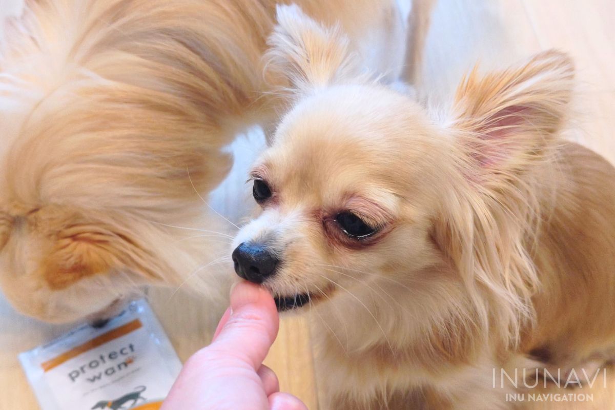 プロテクトワンを食べる愛犬