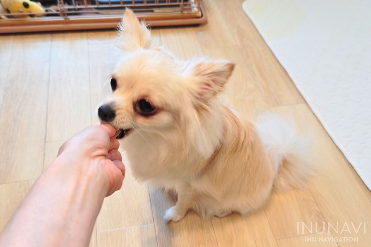 プロテクトワンを食べる愛犬