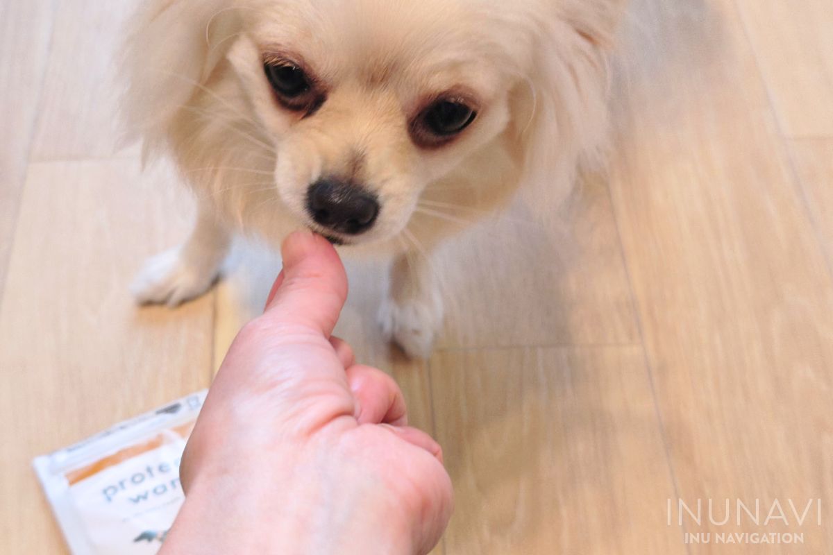 プロテクトワンを食べる愛犬