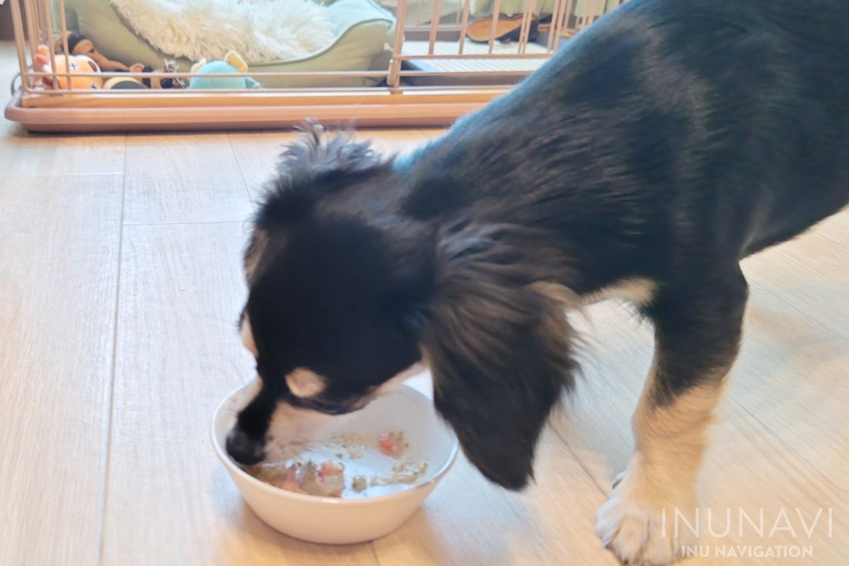 キドニーレシピを食べる愛犬