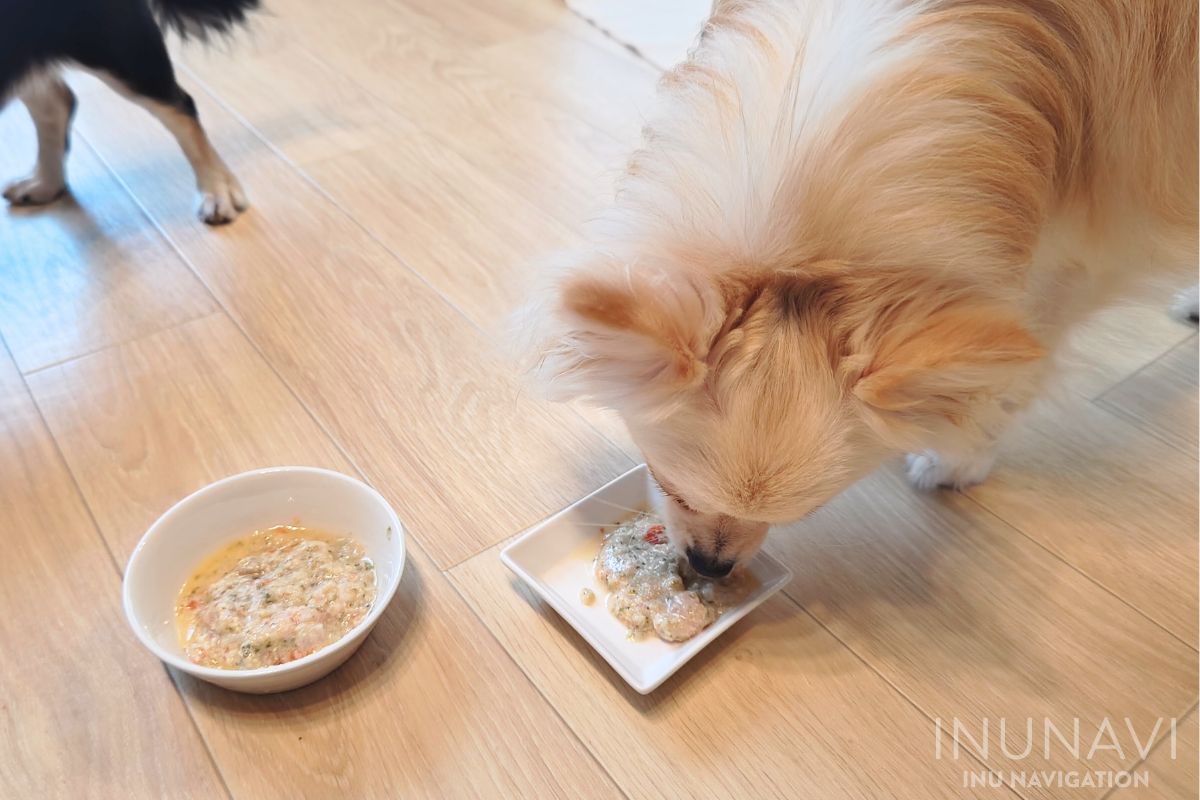 キドニーレシピを食べる愛犬