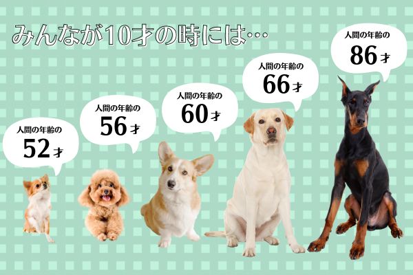 超小型犬・小型犬・中型犬・大型犬・超大型犬の年齢差