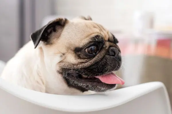 犬が吐く時は要注意 吐く原因や動物病院に連れて行くべき嘔吐とは Inunavi いぬなび