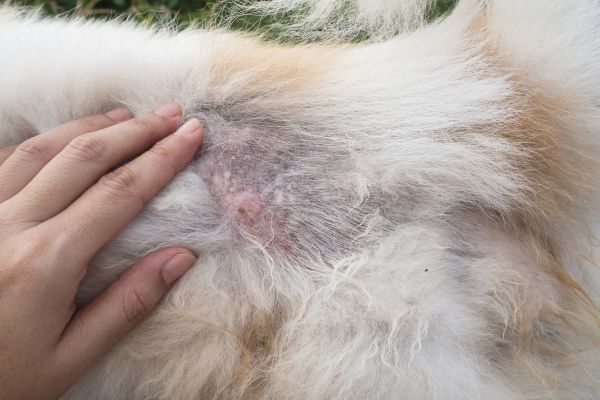犬の皮膚病