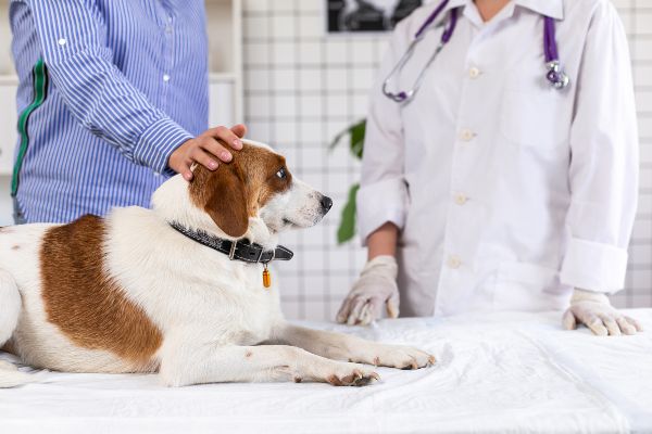 動物病院を受信する犬