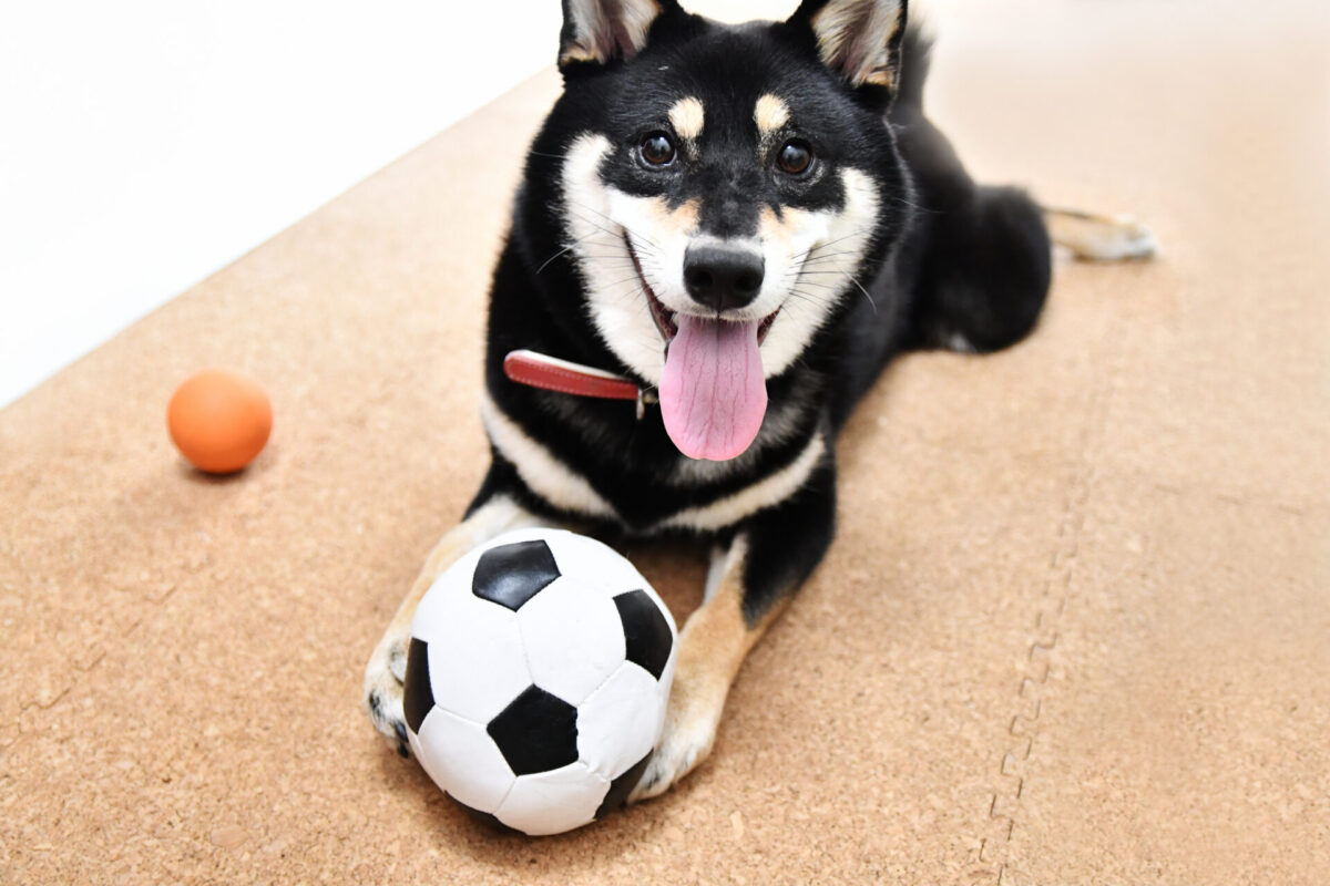 黒い柴犬