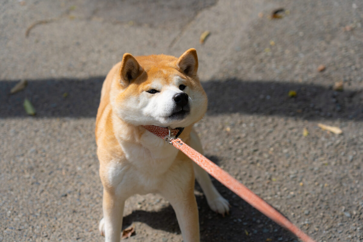 散歩いやいや柴犬