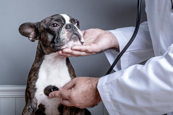 心臓に聴診器を当てる犬
