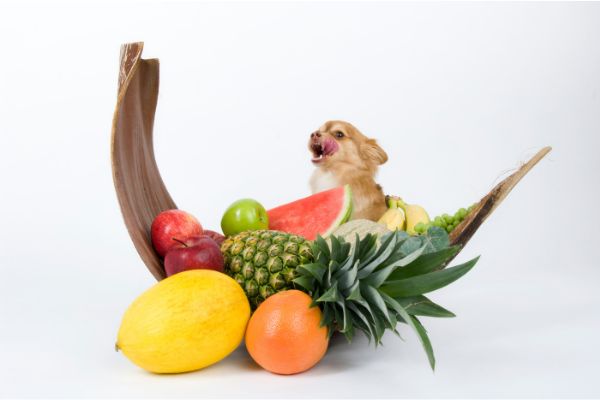果物好きな犬