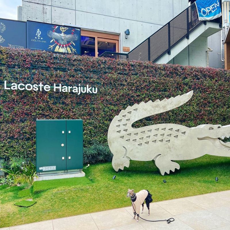 【LACOSTE-Harajuku（ラコステ-原宿店】＠sanmytmk514（ラテモカナイアの毎日）原宿のペット同伴OKなドッグカフェ