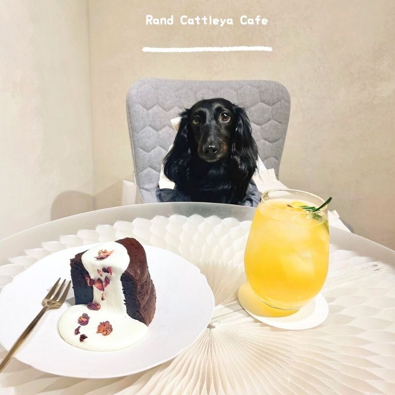 【Rand-cattleya-cafe（ランド-カトレヤ-カフェ）】＠jiji_chacha_bell（Coco🌼）原宿のペット同伴OKなドッグカフェ