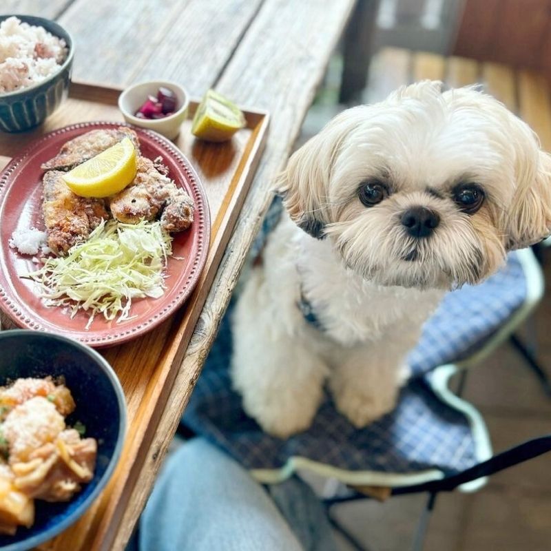 【bio-ojiyan-cafe（ビオ-オジヤンカフェ）】＠abigail_abby_the_shihtzu（abby_the_shihtzu🐶）原宿のペット同伴OKなドッグカフェ