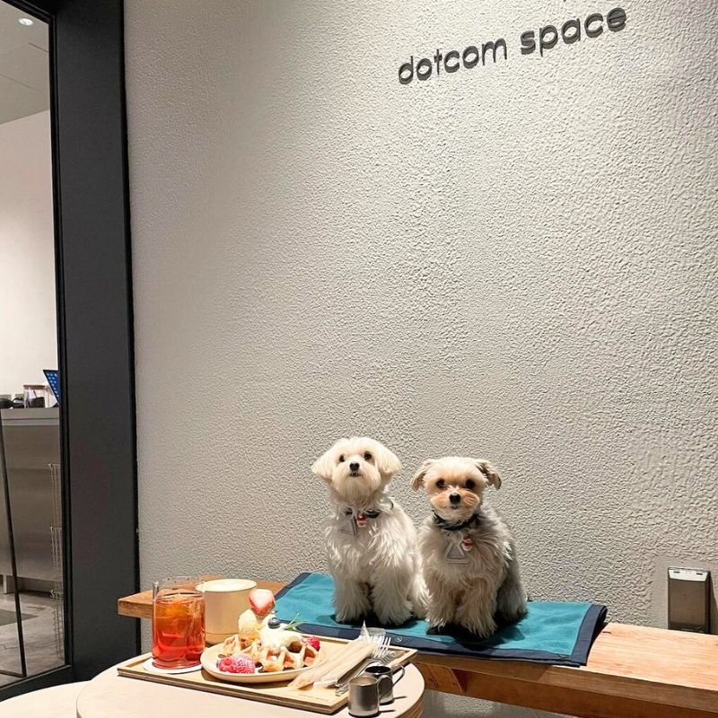 【dotcom-space-Tokyo】＠eight_and_verry（𝘌𝘐𝘎𝘏𝘛𝘝𝘌𝘙𝘙𝘠🐻‍❄️🐻🌈）原宿のペット同伴OKなドッグカフェ