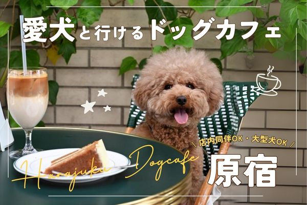 【原宿】犬と行ける人気ドッグカフェ20選｜SNS映え【2024年最新】