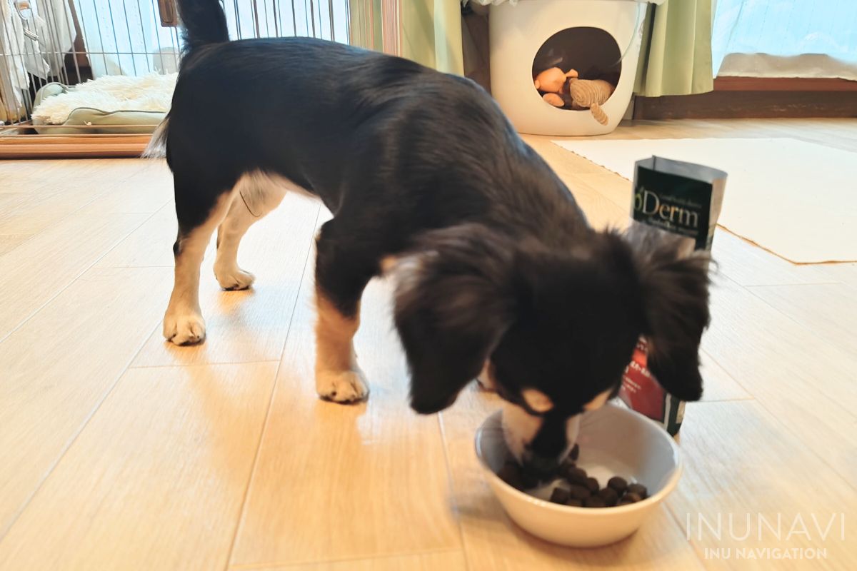 アボダームの匂いを嗅ぐ愛犬