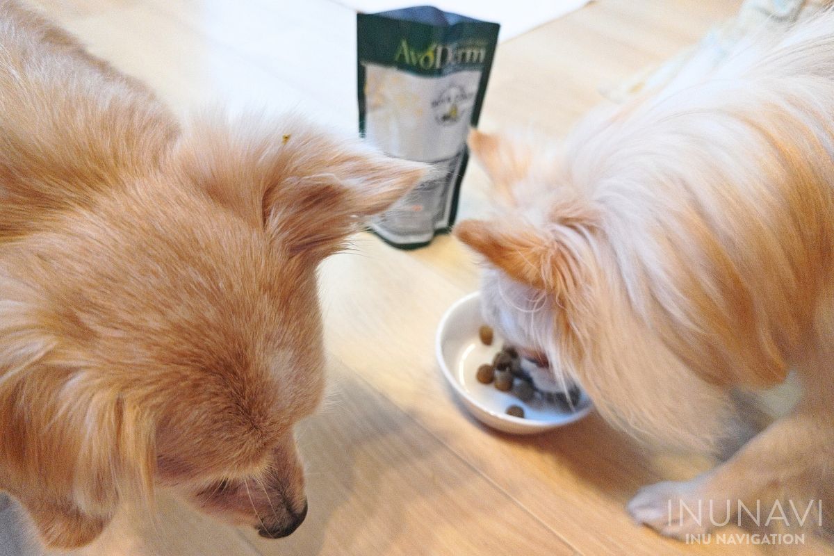 アボダーム シニアを食べる愛犬