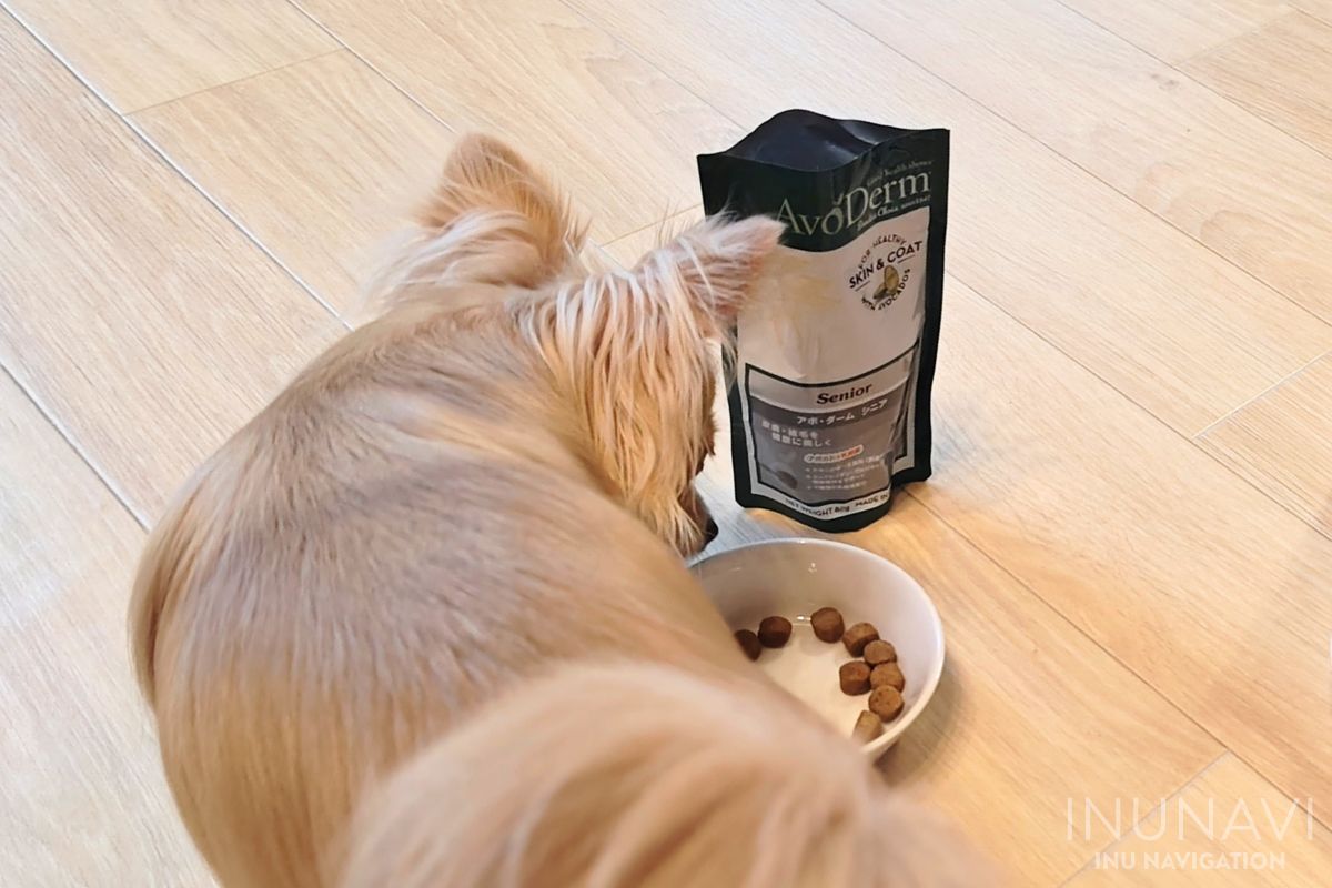 アボダーム シニアを食べる愛犬