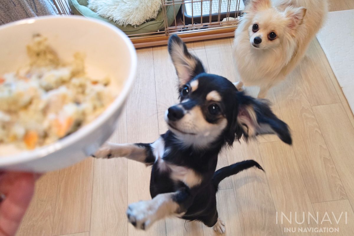 キドニーレシピと愛犬たち