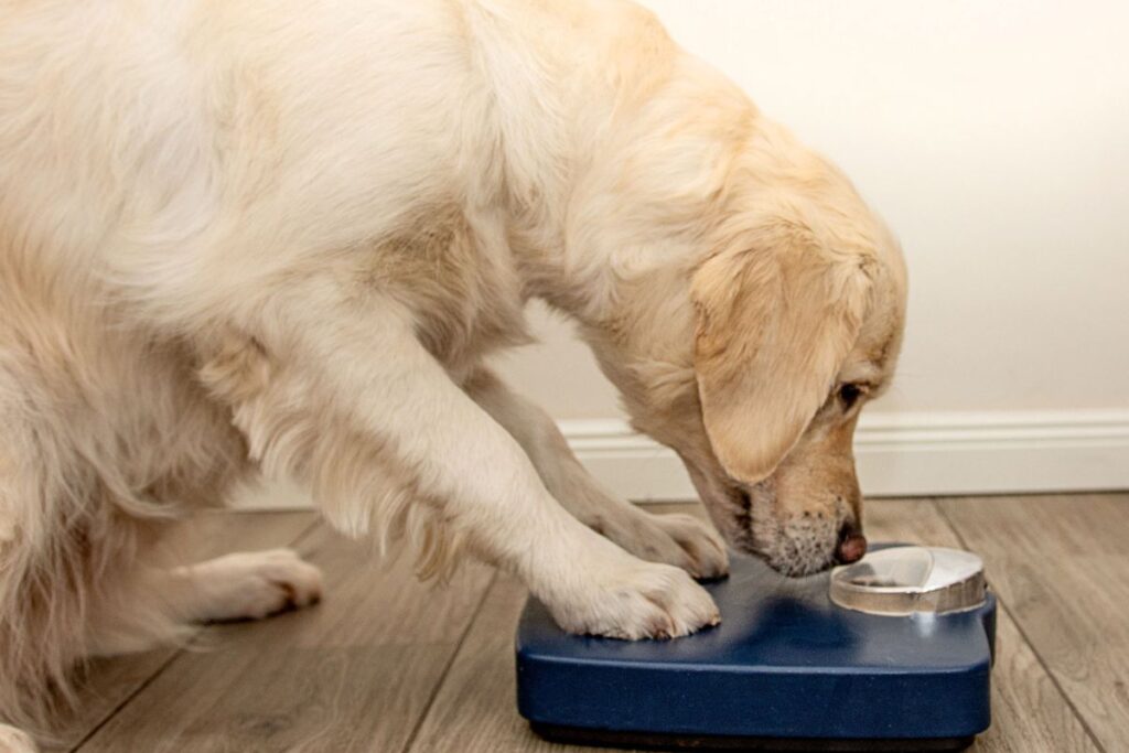 【獣医師監修】ゴールデンレトリバーの適正体重は何キロ？子犬の体重推移や肥満のチェック方法