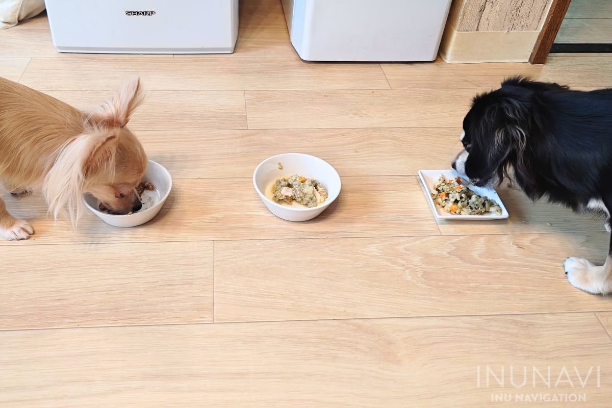 タミーレシピを食べる愛犬