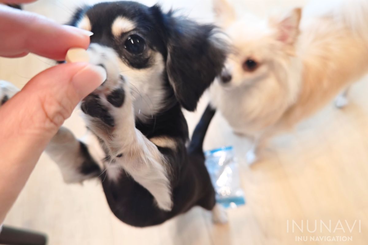 ビオワンファイン を欲しがる愛犬