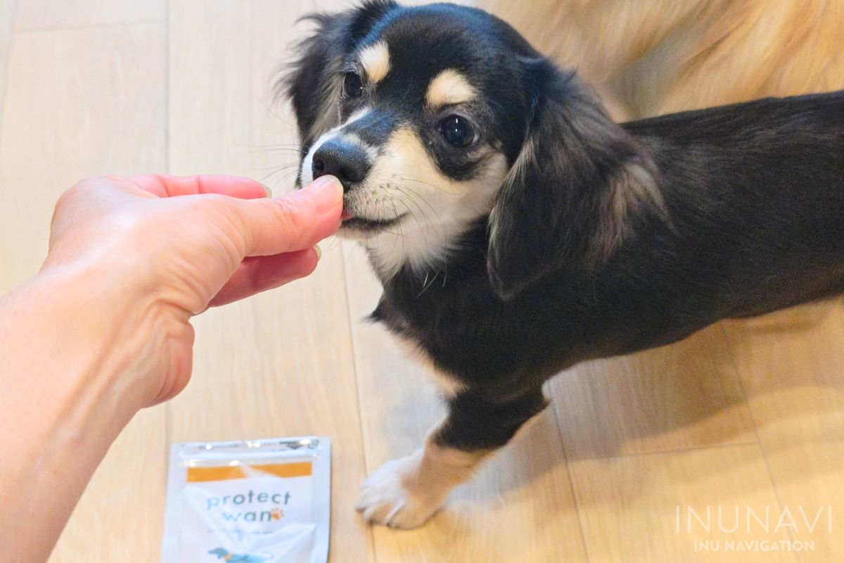 プロテクトワン を食べる愛犬