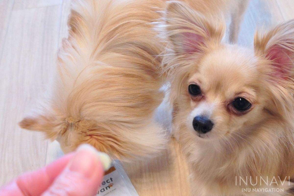 プロテクトワンの粒と愛犬たち