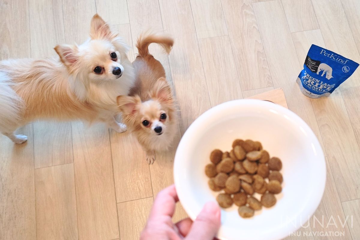 ペットカインド グリーンラムトライプが入った器と愛犬たち (2)