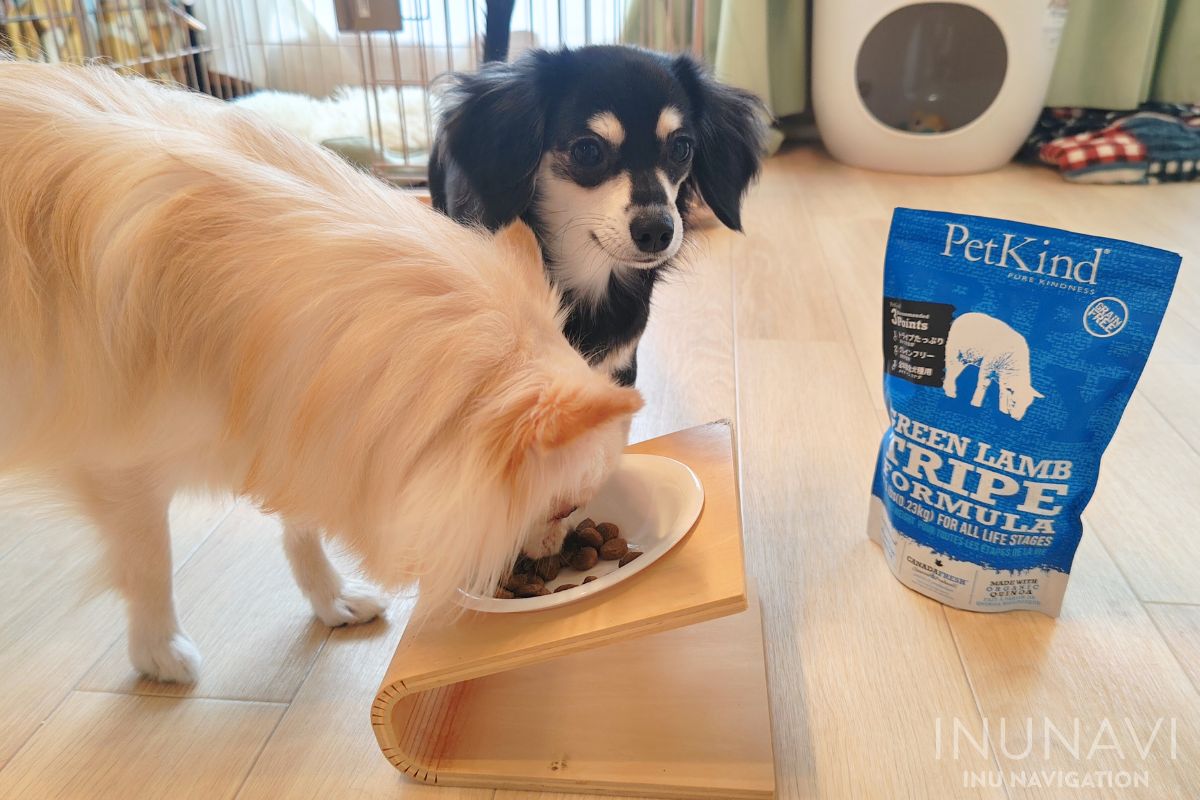 ペットカインド グリーンラムトライプを食べる愛犬 (2)