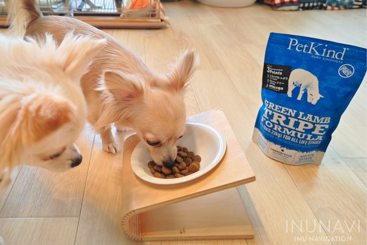 ペットカインド グリーンラムトライプを食べる愛犬 (6)